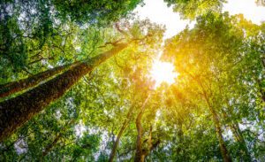 looking-up-at-trees