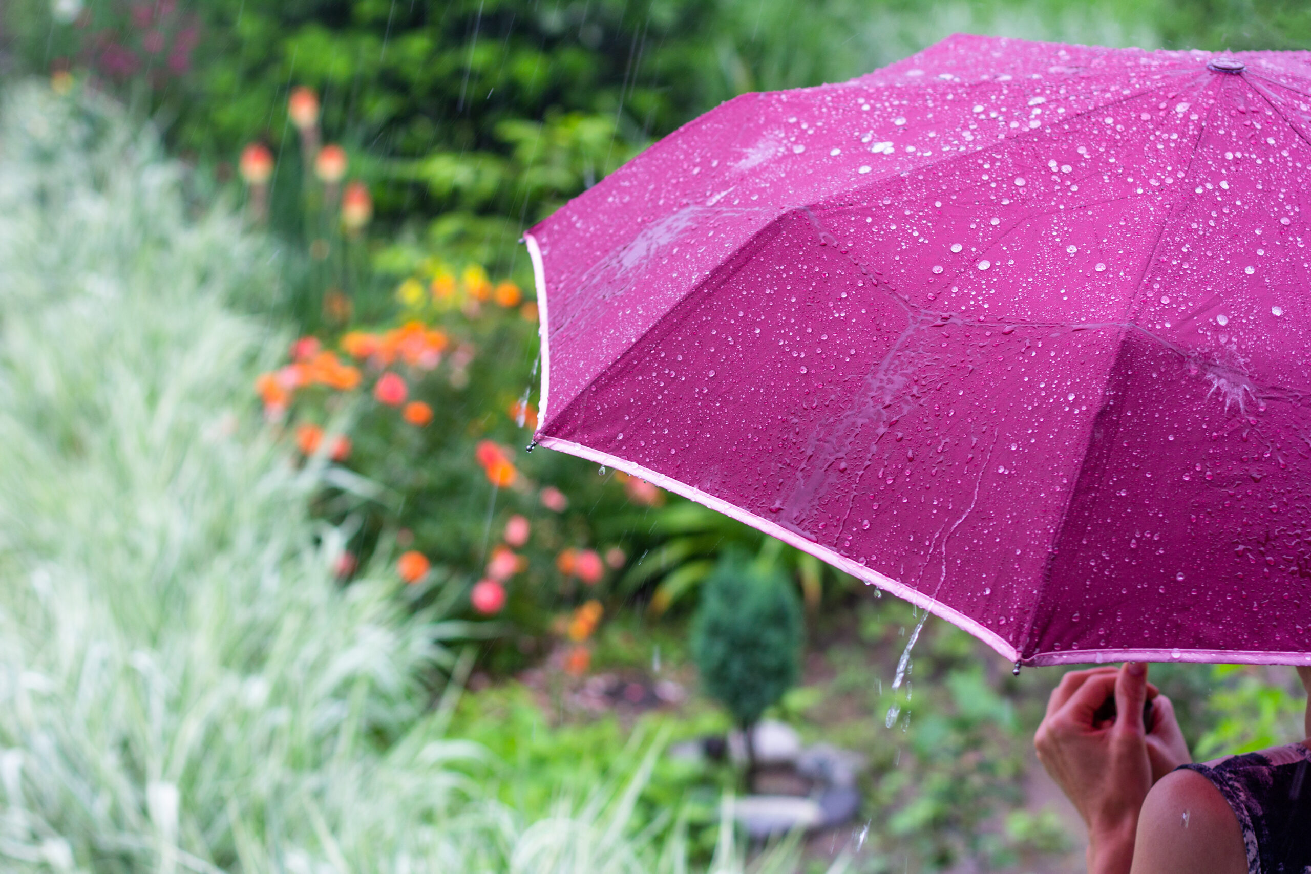 A young woman with a purple umbrella in the park on a rainy summer day